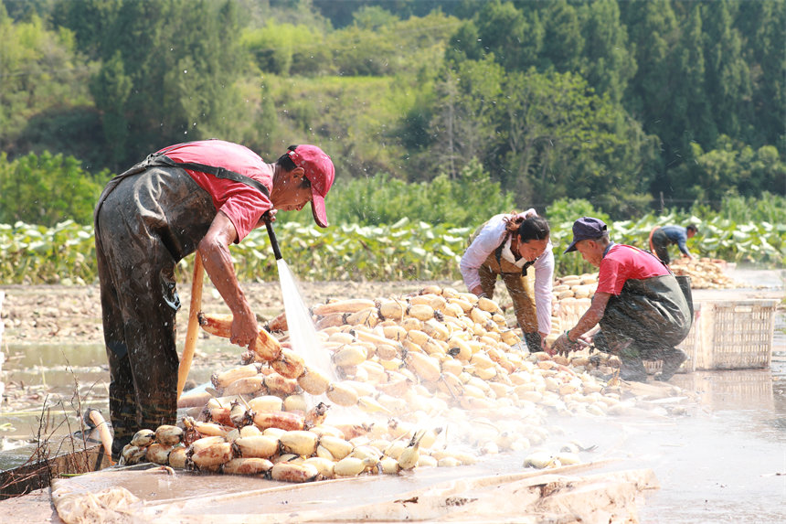 工人們沖洗剛采的藕。趙軍攝