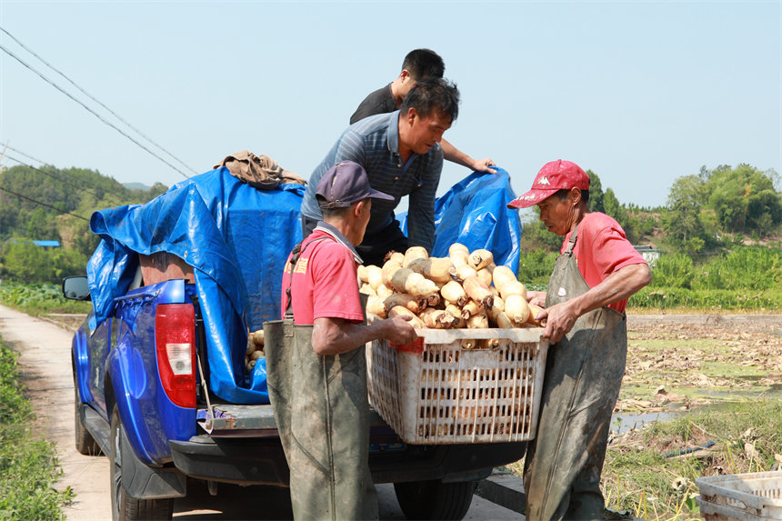 新鮮出土的蓮藕裝車運(yùn)往全國(guó)各地。趙軍攝