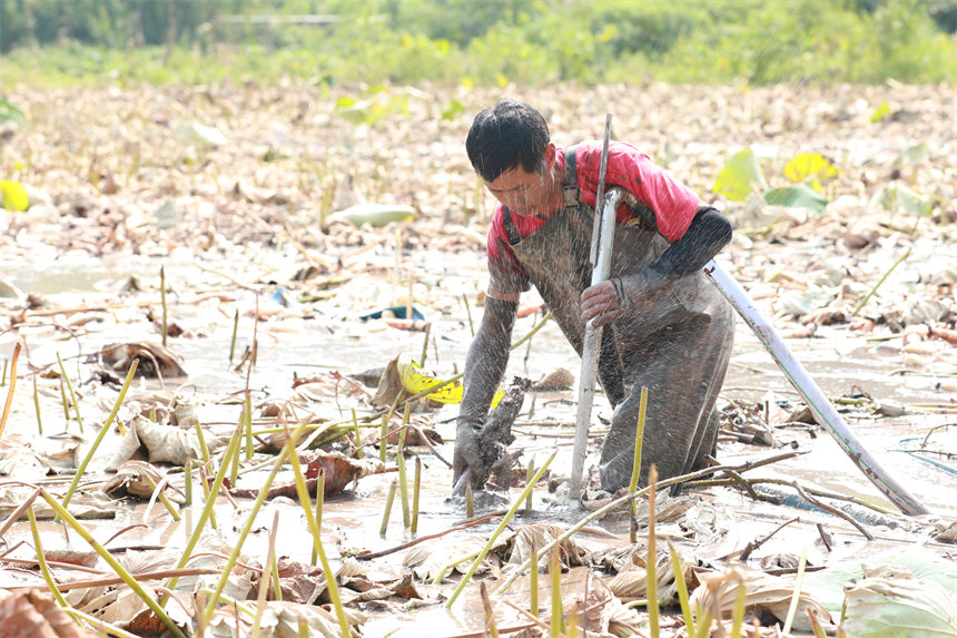 工人身穿防水衣，手拿高壓水槍，忙著在藕塘里摸索新鮮的蓮藕。趙軍攝