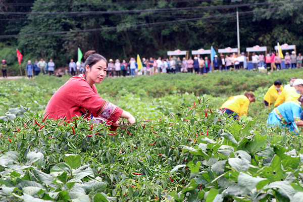 參賽隊員采摘辣椒。胥世鵬攝