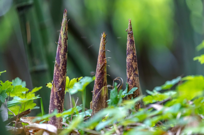 金佛山方竹筍。瞿明斌攝