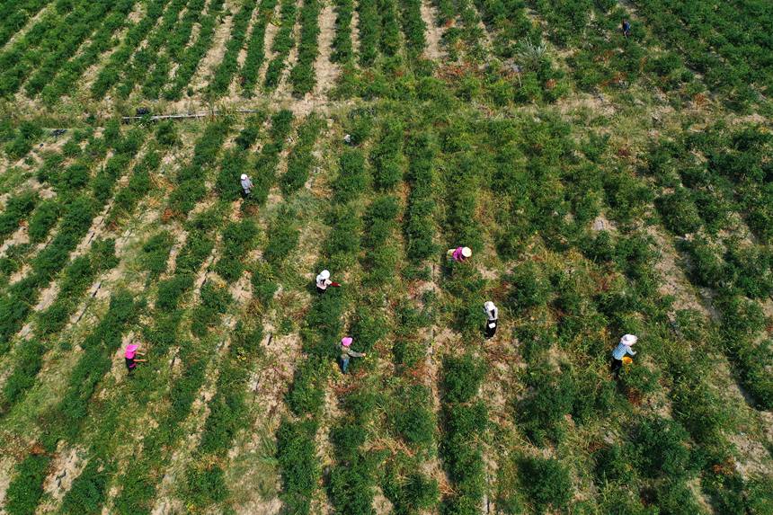 村民在重慶市黔江區(qū)鵝池鎮(zhèn)治安村辣椒種植基地采摘辣椒。楊敏攝