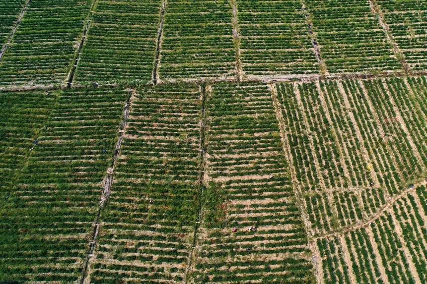 村民在重慶市黔江區(qū)鵝池鎮(zhèn)治安村辣椒種植基地采摘辣椒。楊敏攝