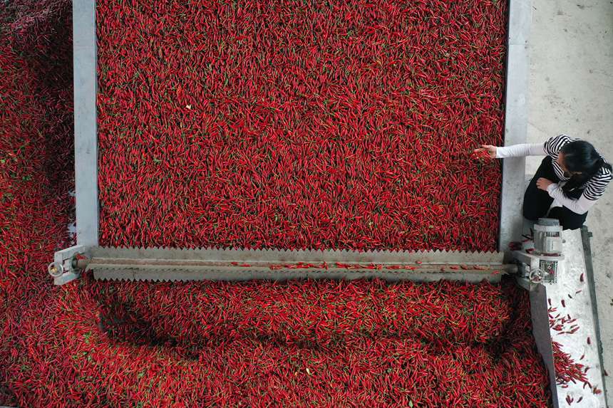 重慶市黔江區(qū)鵝池鎮(zhèn)村民在查看辣椒的烘烤情況。楊敏攝