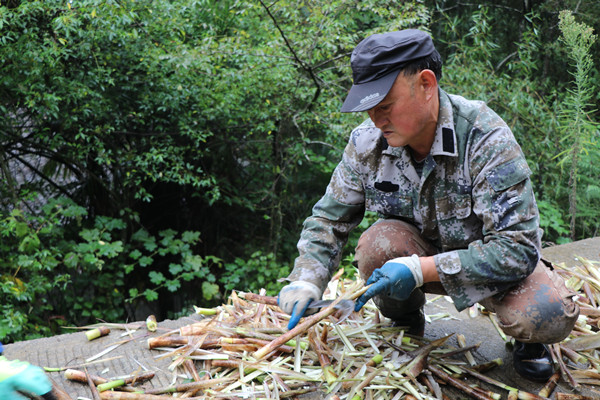 農(nóng)戶正在剝竹筍。郭凡攝