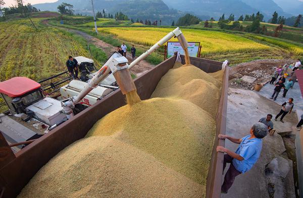 將稻谷運往車間烘干。冉孟軍攝
