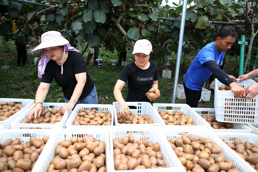 村民在搬運(yùn)獼猴桃。楊敏攝
