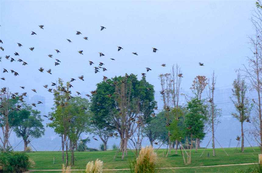 廣陽島自然和諧的生態(tài)環(huán)境吸引大批島類前來棲息。郭旭攝