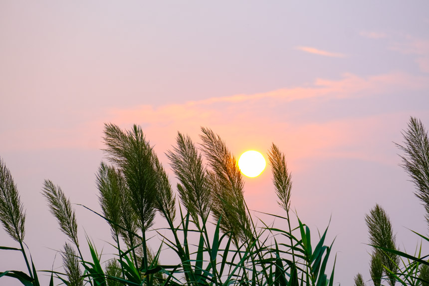廣陽島江邊濕地，蘆葦隨風(fēng)舒展，生機盎然風(fēng)景如畫。郭旭攝