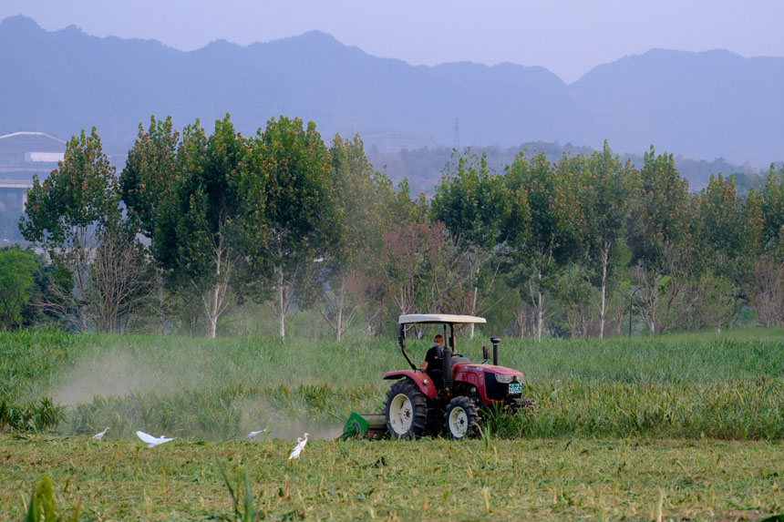 工作人員為油菜花田翻土，靜止的畫面如同一幅油畫。郭旭攝