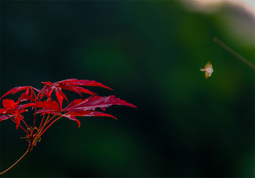 霜降已至，秋意正濃。郭旭攝