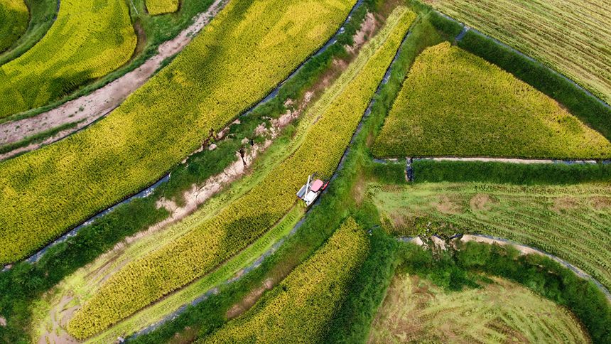 萬州區(qū)恒合土家族鄉(xiāng)八一村，大型收割機第一次出現(xiàn)在田間地頭。冉孟軍攝