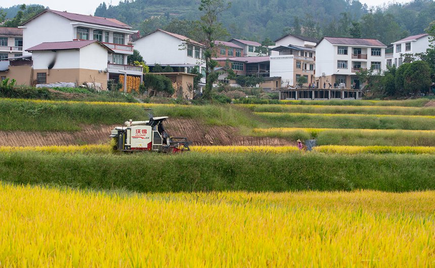 萬州區(qū)恒合土家族鄉(xiāng)八一村金燦燦的稻田，遠處是建設中的“農(nóng)旅融合”村落。冉孟軍攝