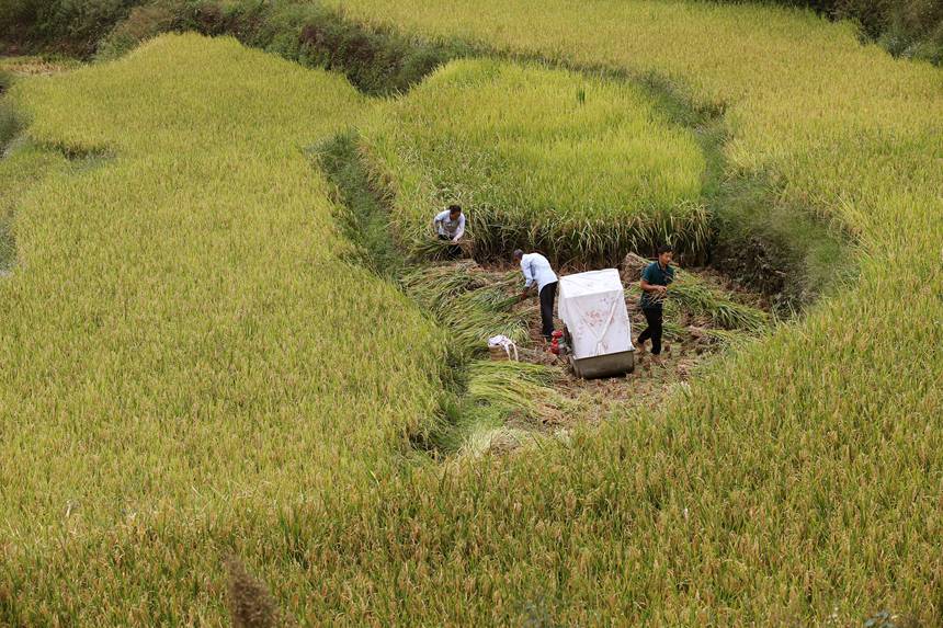 村民用小型打谷機(jī)在重慶市黔江區(qū)中塘鎮(zhèn)興泉社區(qū)水稻基地打谷。楊敏攝