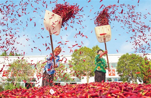 辣椒成熟。朱亞坤攝