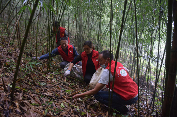 志愿者幫群眾搶收刺黑竹筍。明通鎮(zhèn)供圖