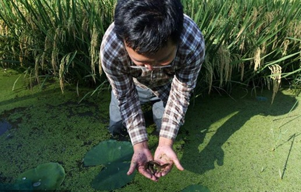 王昌銀查看稻鰍共生里的泥鰍生長情況。楊敏攝
