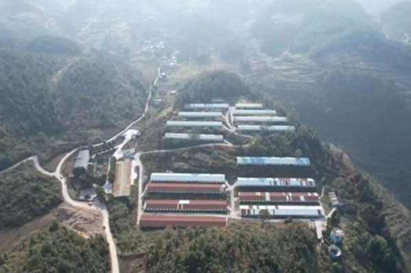 武陵黑豬養(yǎng)殖場。楊敏攝