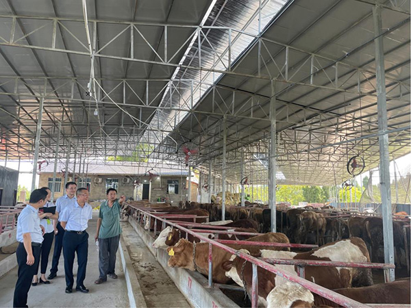 調研小組在養(yǎng)牛棚走訪調研。民生銀行重慶分行供圖