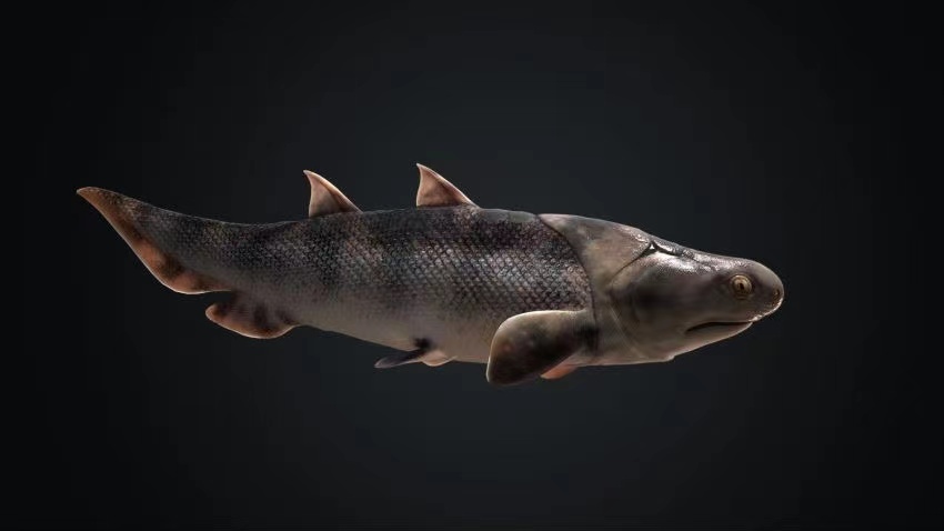 蠕紋沈氏棘魚復(fù)原圖。重慶市規(guī)劃和自然資源局供圖