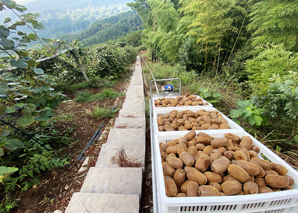 單軌運(yùn)輸車運(yùn)輸獼猴桃。黃河攝