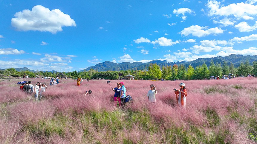 10月3日，游客在酉陽疊石花谷景區(qū)粉黛花海打卡游玩。國慶長假第三天，疊石花谷景區(qū)粉黛亂子草花海吸引眾多市民和游客親近自然，享受假日時光。通訊員 邱洪斌 攝/視覺重慶