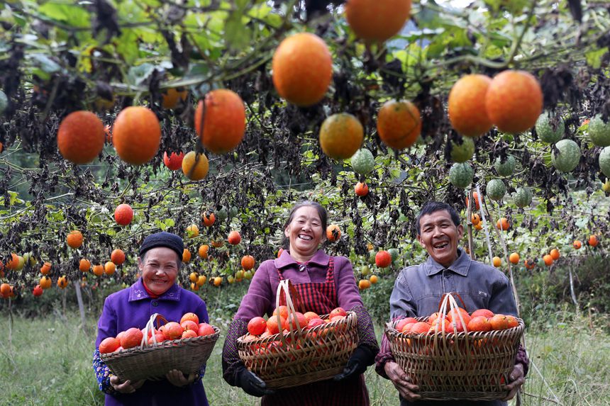 村民在吊瓜基地展示采摘的吊瓜。楊敏攝