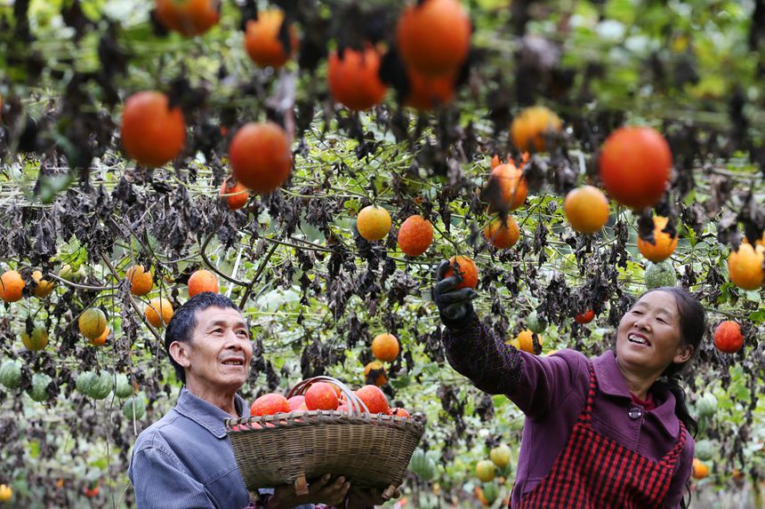 村民正在采摘吊瓜。楊敏攝