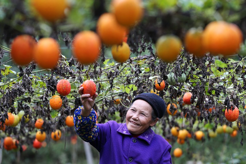 村民正在采摘吊瓜。楊敏攝