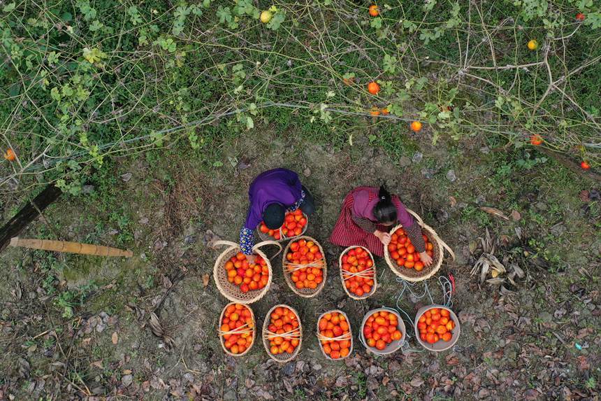 村民在吊瓜基地展示采摘的吊瓜。楊敏攝