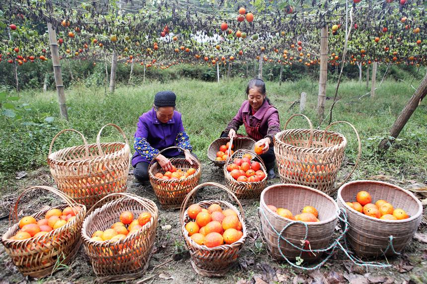 村民在吊瓜基地展示采摘的吊瓜。楊敏攝