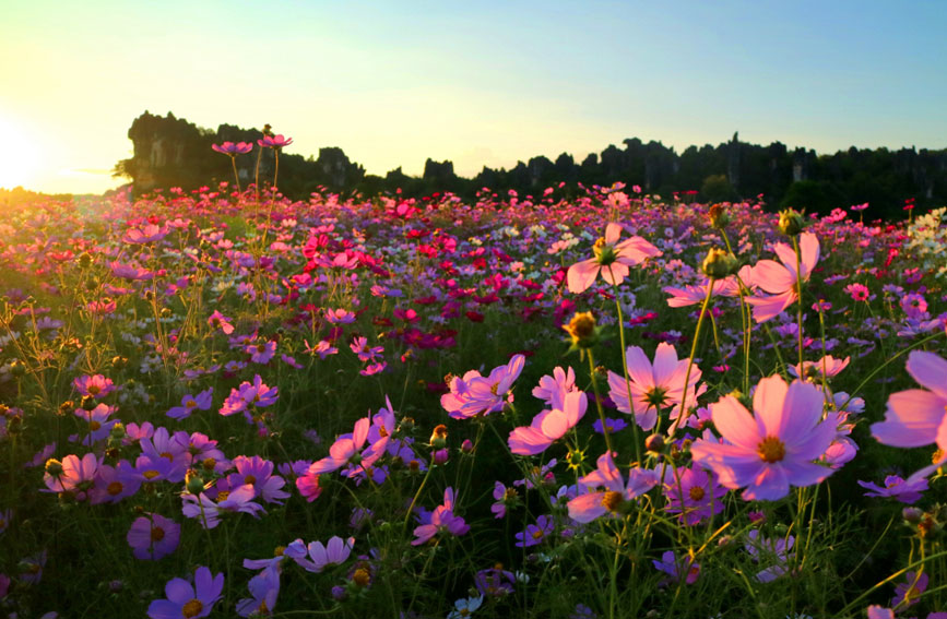 乃古石林百畝波斯菊綻放。石林風(fēng)景名勝區(qū)管理局供圖