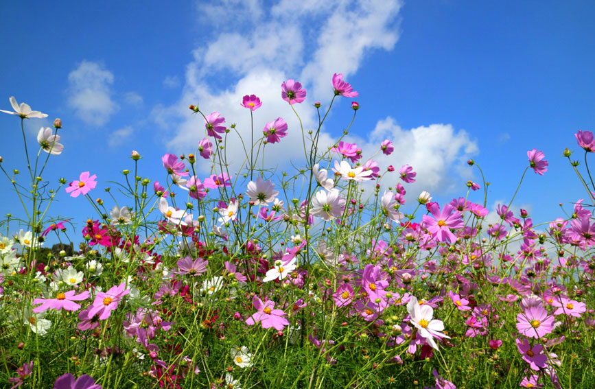乃古石林百畝波斯菊綻放。石林風(fēng)景名勝區(qū)管理局供圖
