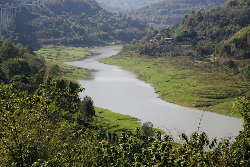 長江支流梨香溪兩岸長滿了綠油油的嫩草。楊孝永攝