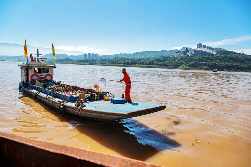 清漂工人在打撈江中漂浮物。余鴻攝