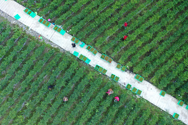 在彭水縣龍射鎮(zhèn)沿河村，村民正在采摘辣椒。趙勇攝