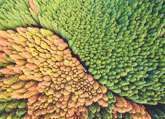 山王坪喀斯特國(guó)家生態(tài)公園實(shí)施石漠化治理，依托地形種植水杉和柳杉，在秋季形成了“春秋同框”的彩林景觀。攝/汪新