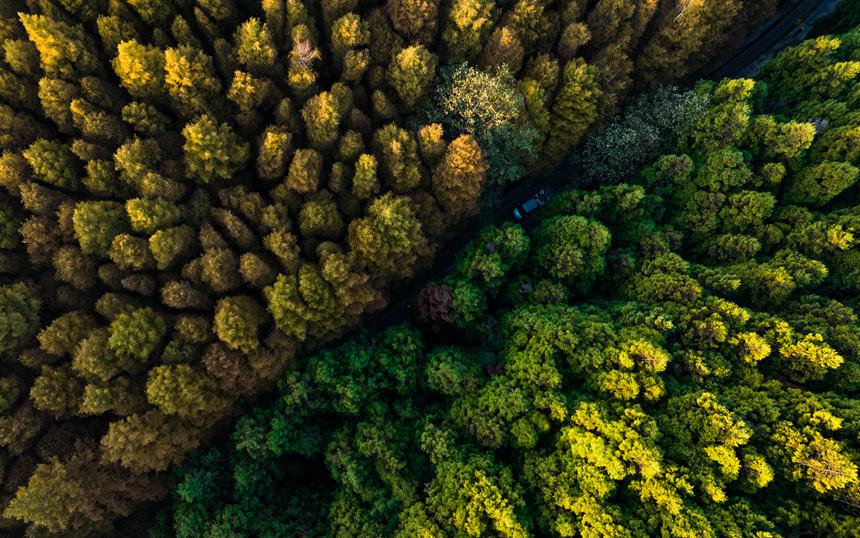 山王坪漫山遍野的柳杉和水杉盡顯秋色。周瑄攝