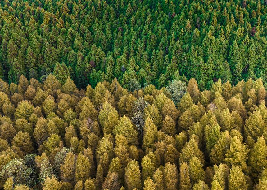 山王坪漫山遍野的柳杉和水杉盡顯秋色。周瑄攝