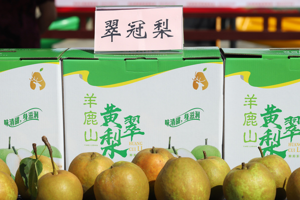 “羊鹿山黃翠梨”成功申報(bào)為國家地理標(biāo)志產(chǎn)品。雙河口鎮(zhèn)供圖