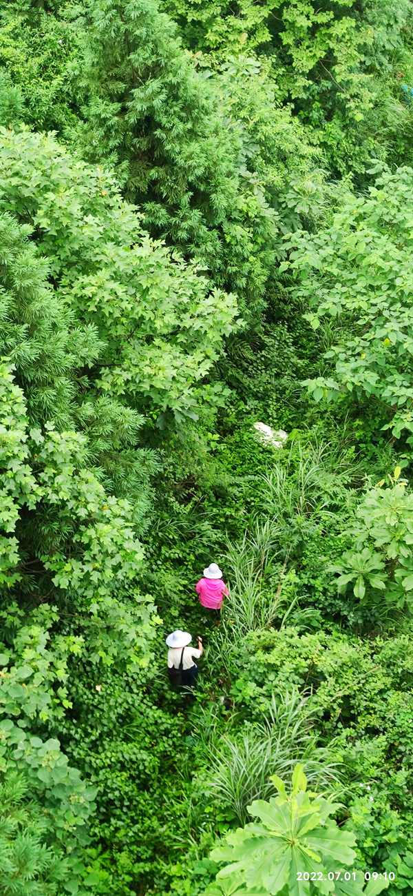 《林間》。7月1日，重慶一三六地質(zhì)隊(duì)地質(zhì)災(zāi)害工程技術(shù)人員行走在武隆區(qū)白馬鎮(zhèn)的山林間，對(duì)天燃?xì)夤芫€進(jìn)行地質(zhì)災(zāi)害隱患排查工作。吳煥勇攝