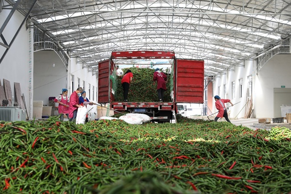 辣椒豐收裝車。滿幫集團供圖