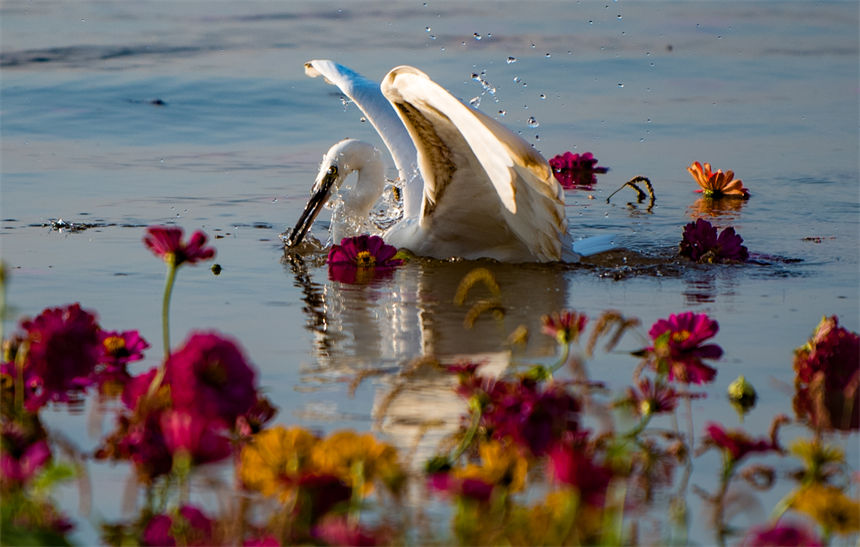 白鷺、江水、鮮花等構成了一幅和諧美麗的生態(tài)畫卷。侯本艷攝