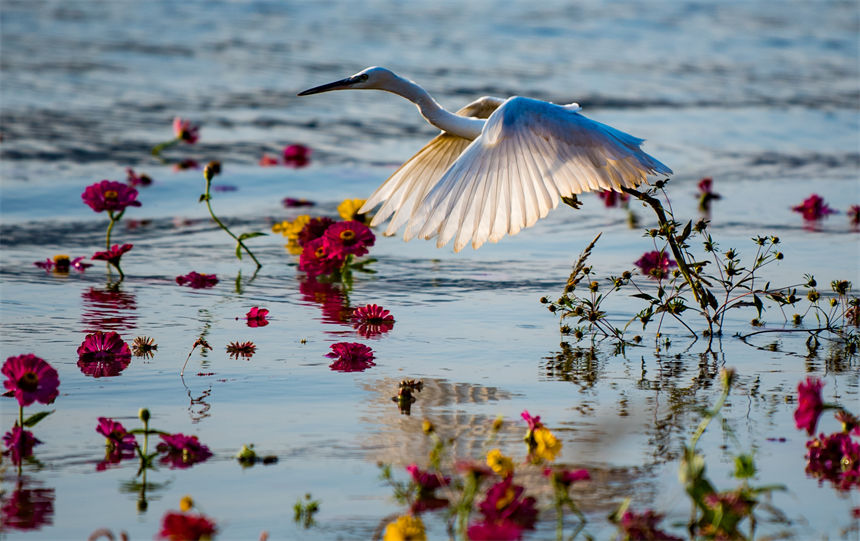 白鷺、江水、鮮花等構(gòu)成了一幅和諧美麗的生態(tài)畫(huà)卷。侯本艷攝
