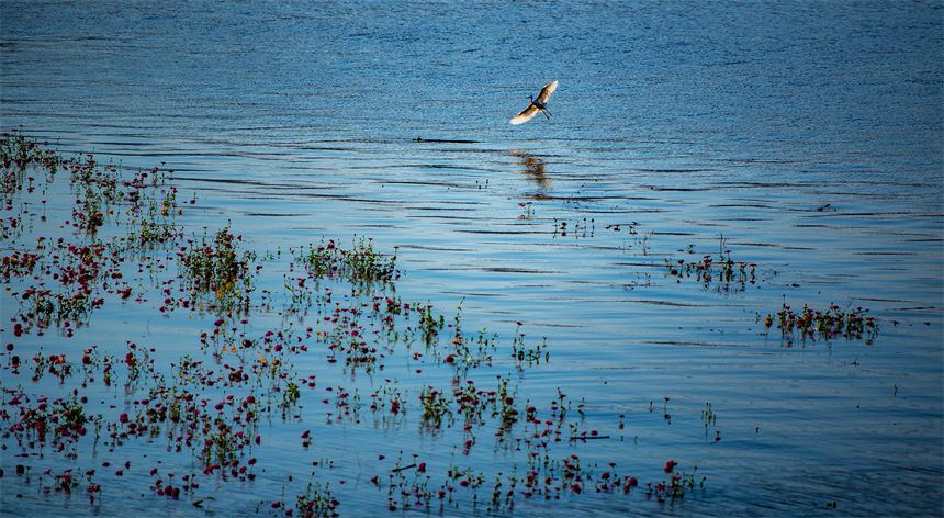 重慶市萬(wàn)州區(qū)紅沙磧?yōu)I水生態(tài)公園，白鷺在花叢中覓食。侯本艷攝