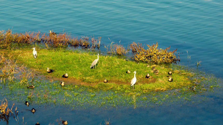 濕地草叢成了眾多鳥類的棲息地。劉先華攝