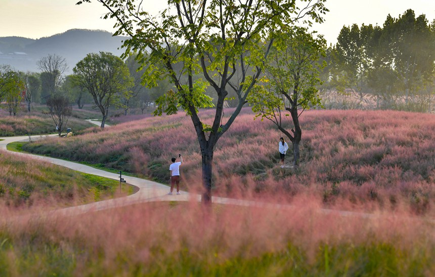 秋色迷人的重慶廣陽島。崔景印攝