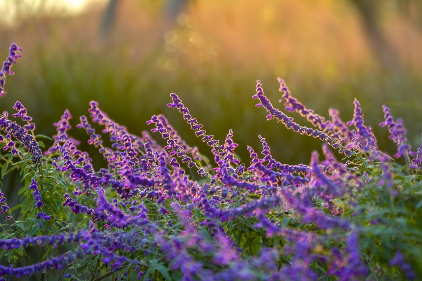 秋色迷人的重慶廣陽島。崔景印攝