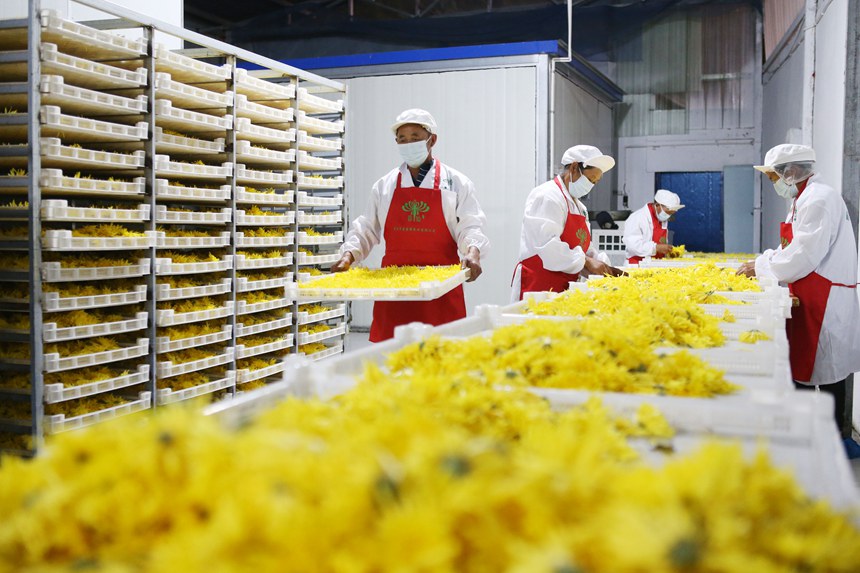 村民正在處理金絲皇菊。楊敏攝