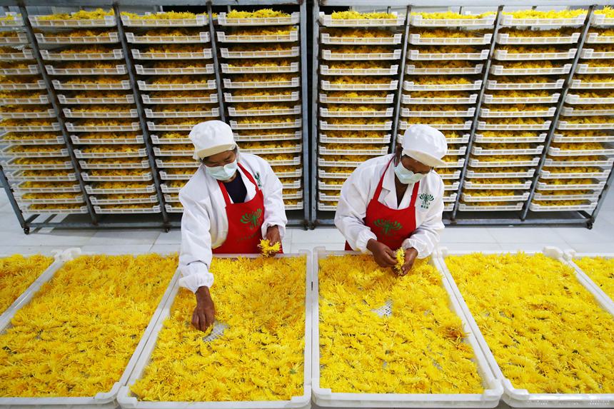 村民正在處理金絲皇菊。楊敏攝